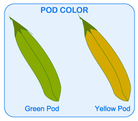 mendel and his work, mendel's seven traits, flower color, flower position, seed shape, seed color, stem heigh, pod shape, pod color, dihybrid cross, m